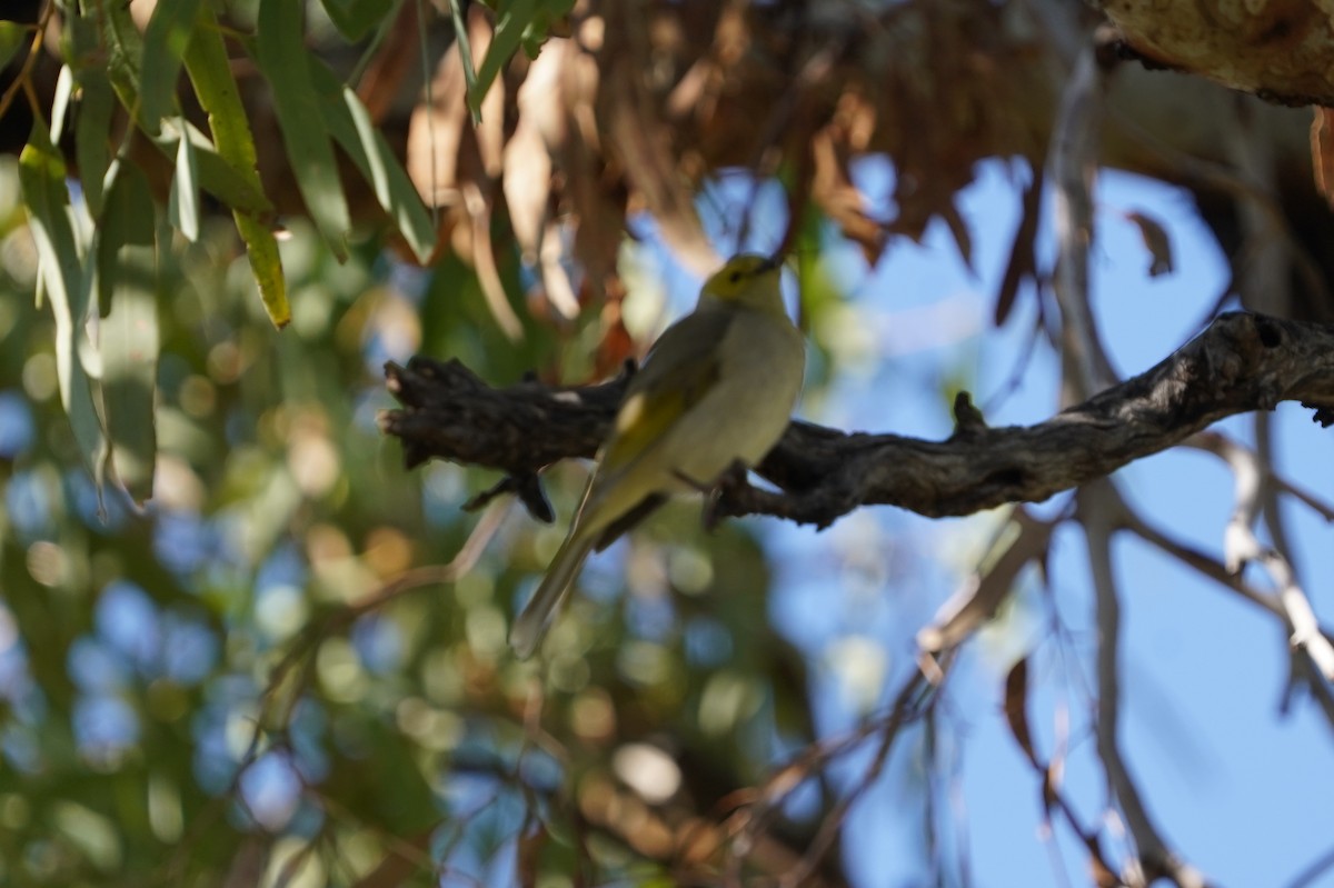 White-plumed Honeyeater - ML620461904