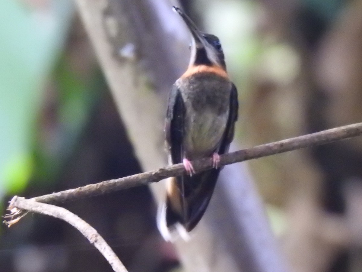 Pale-tailed Barbthroat - ML620461907