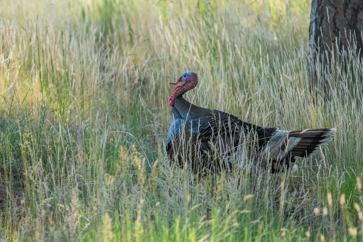 Guajolote Gallipavo - ML620461911