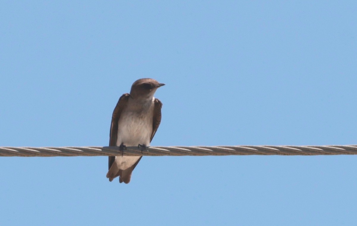 Golondrina Aserrada - ML620461914