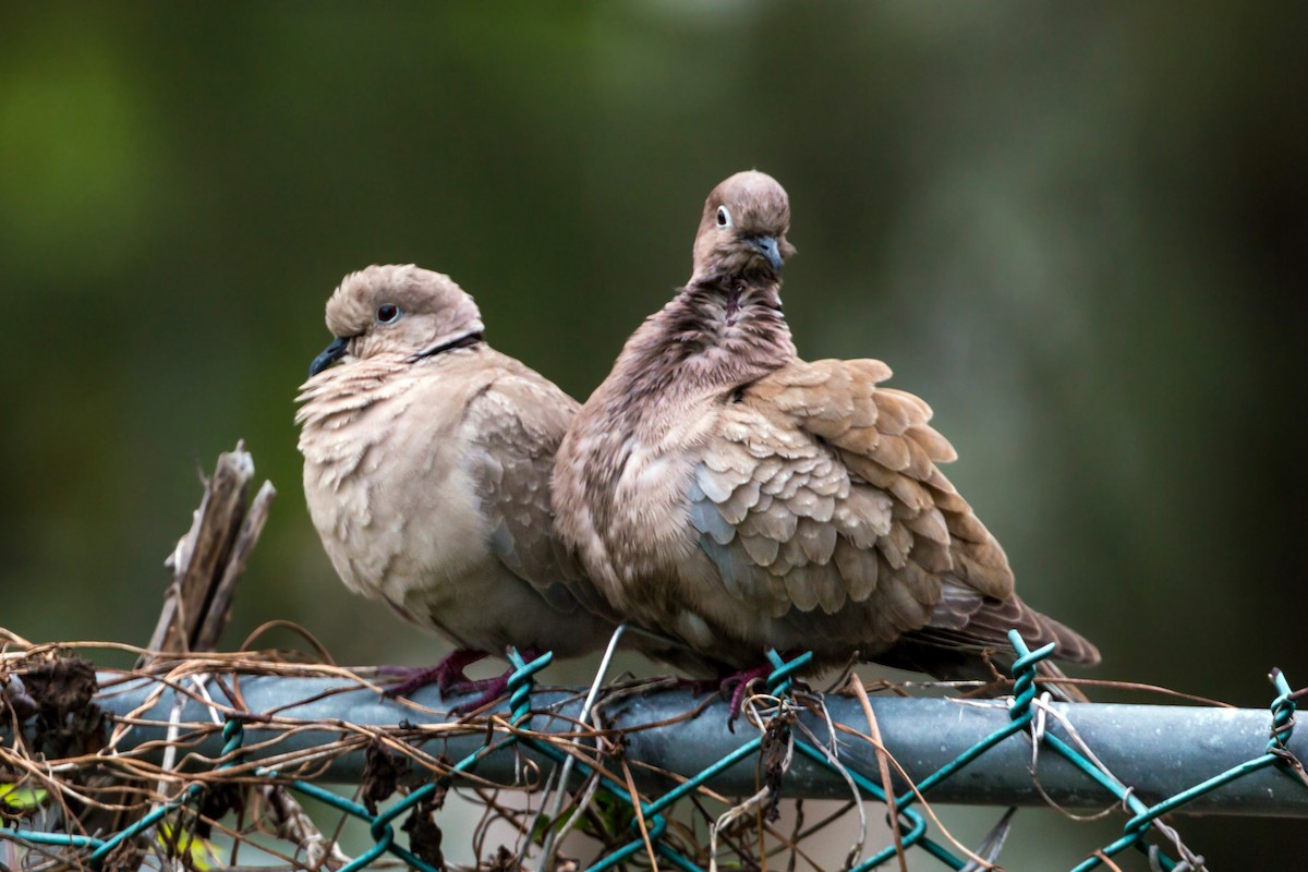 Eurasian Collared-Dove - ML620461916