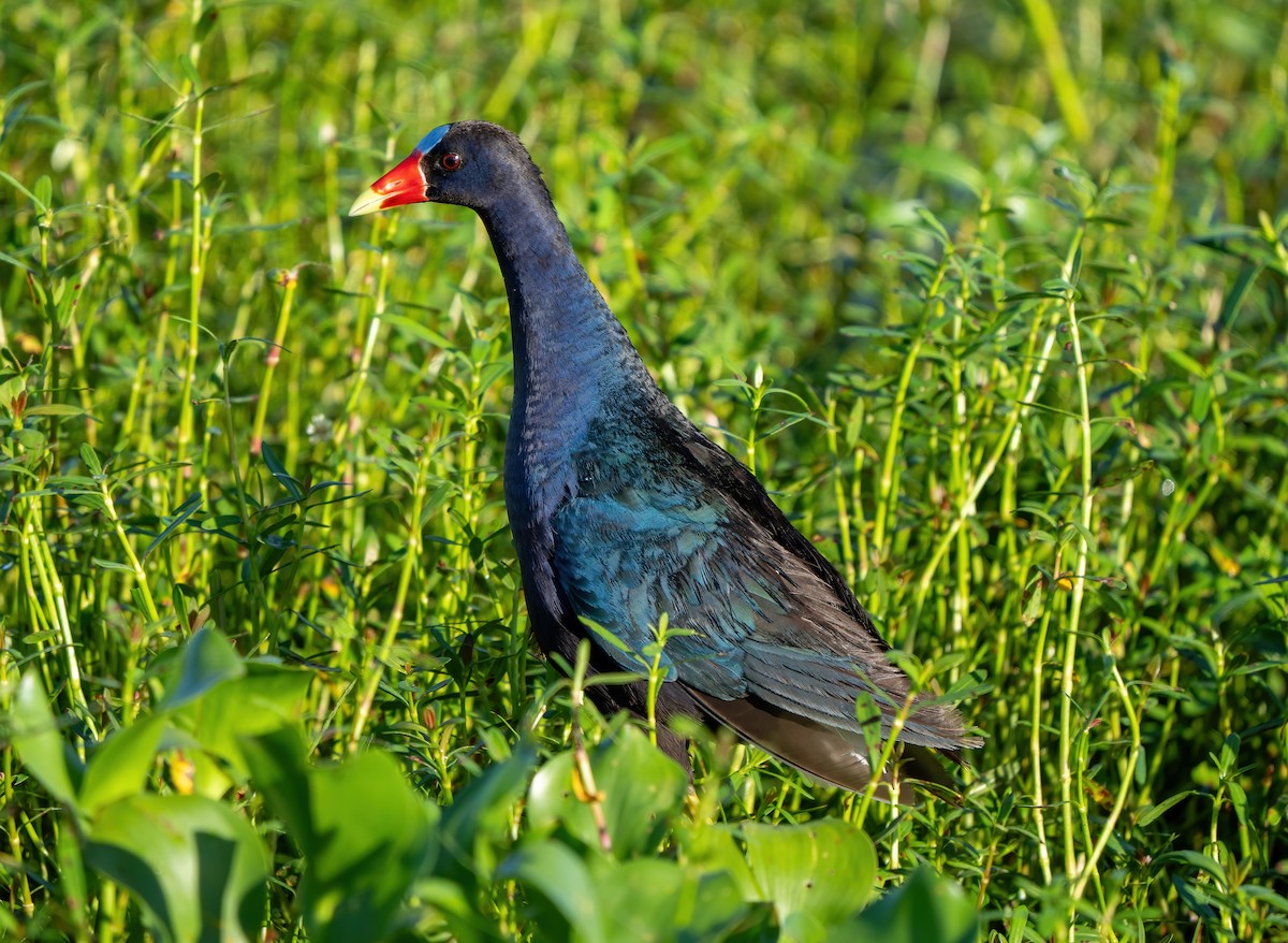 Purple Gallinule - ML620461918