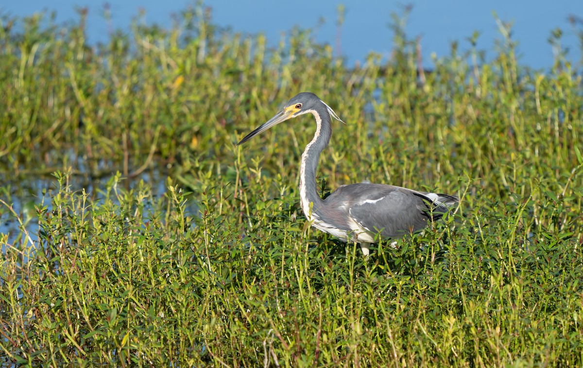 Tricolored Heron - ML620461926