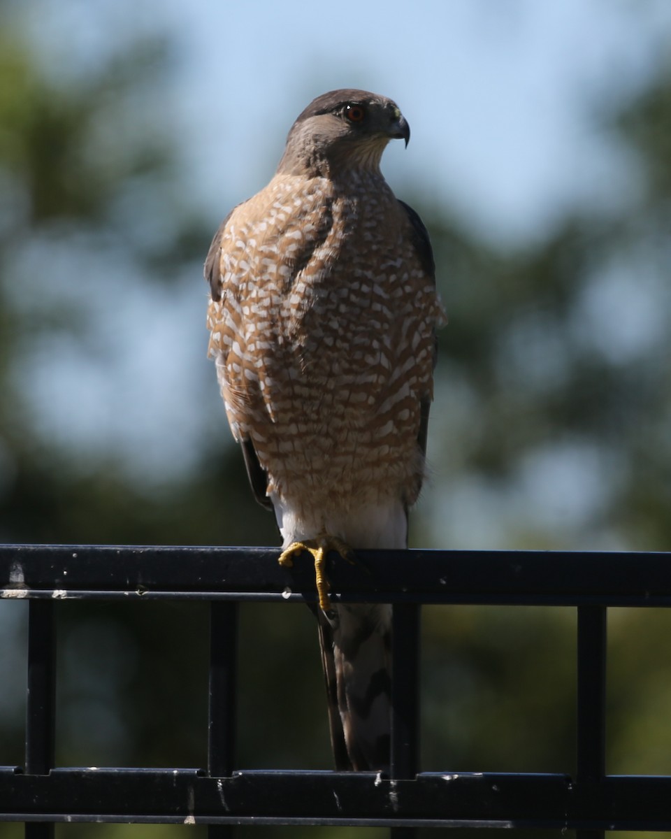 Cooper's Hawk - ML620461928