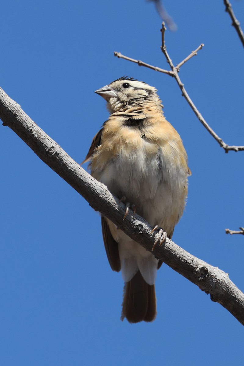 Eastern Paradise-Whydah - ML620461932