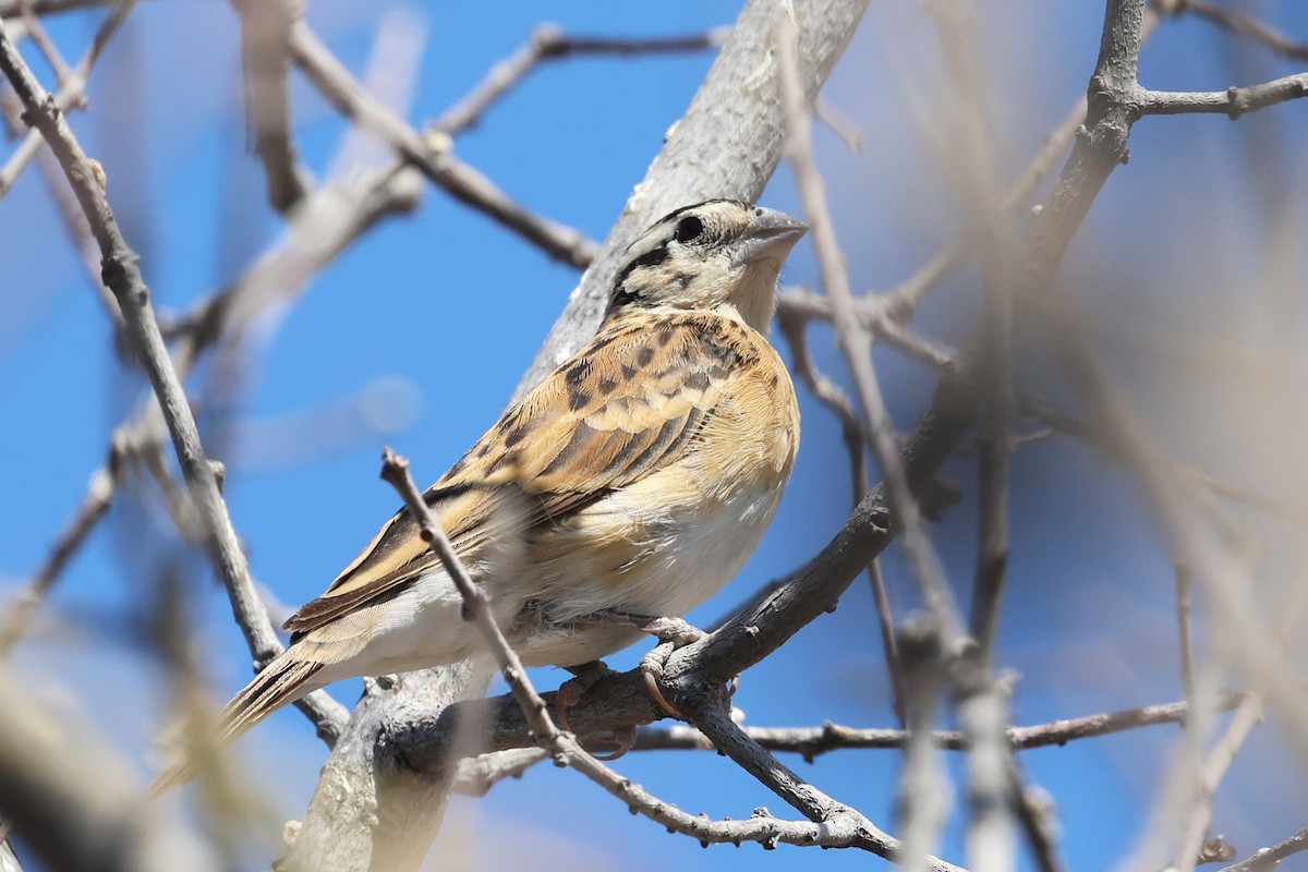 Eastern Paradise-Whydah - ML620461933