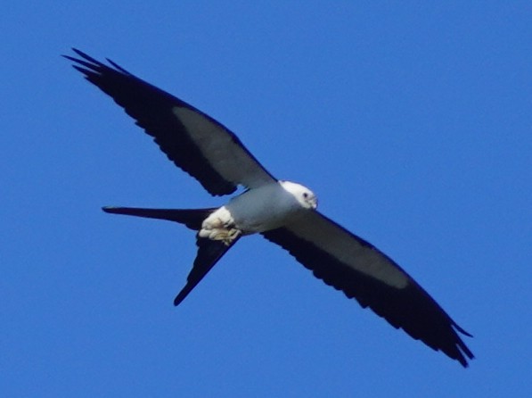 Swallow-tailed Kite - ML620461935