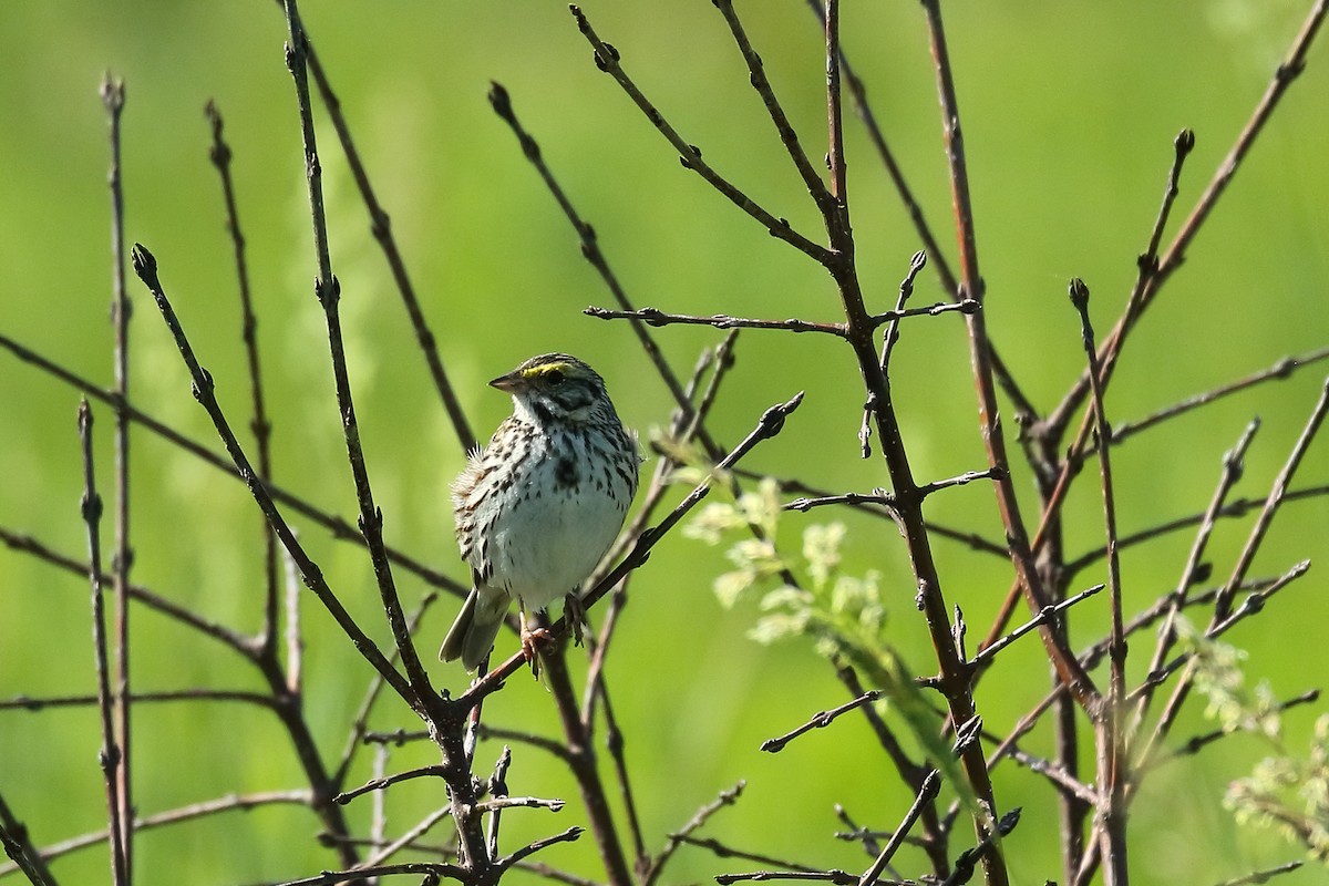 Savannah Sparrow - ML620461940