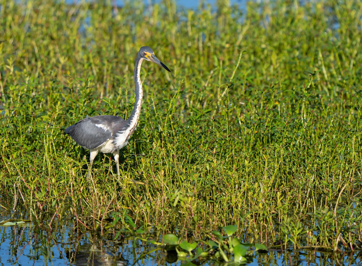 Tricolored Heron - ML620461941