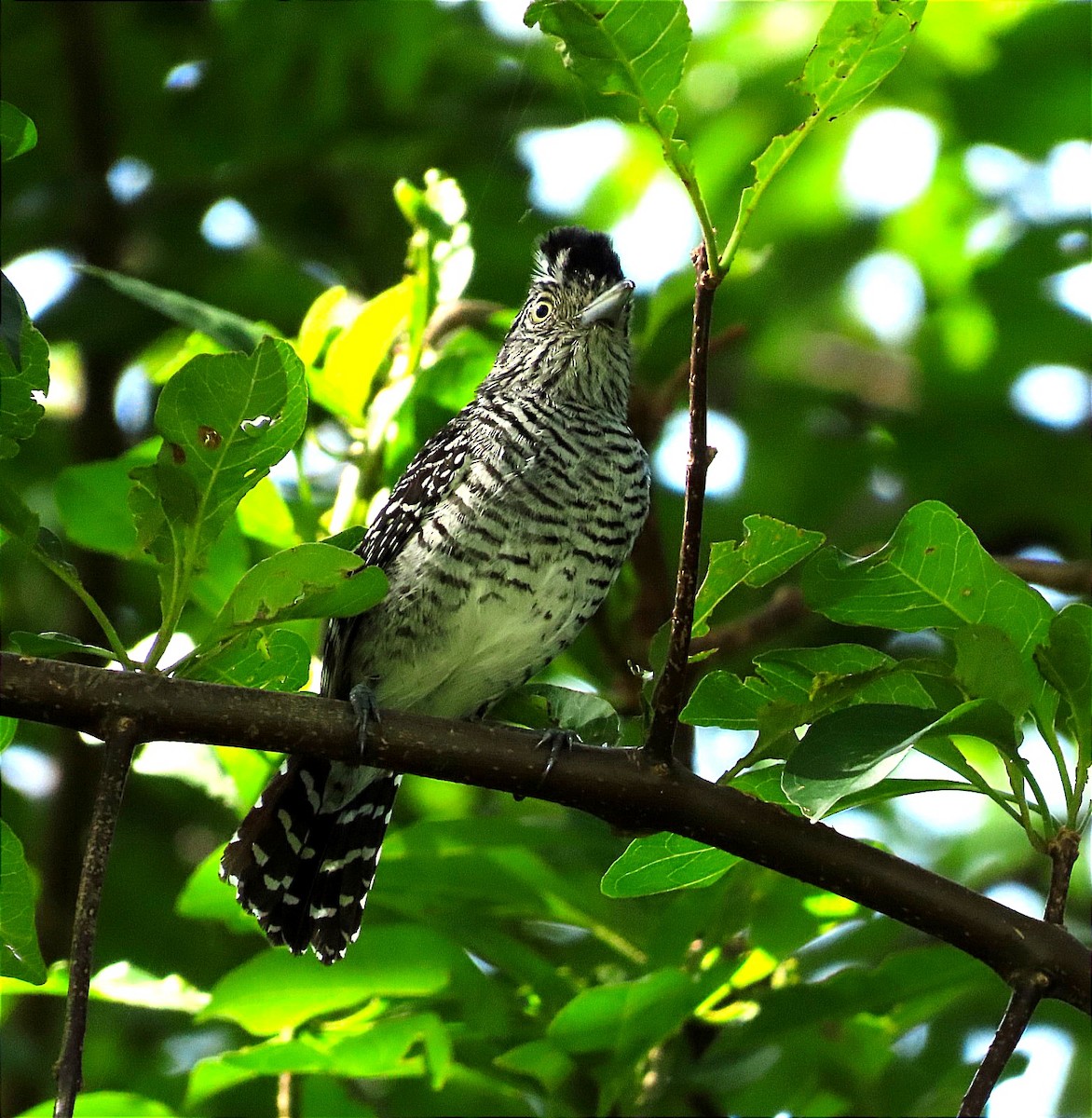 Barred Antshrike - Alfredo Correa