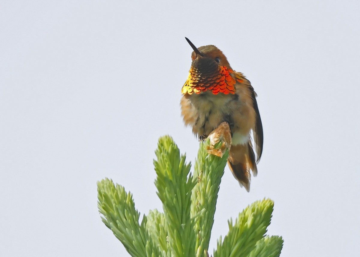 Rufous Hummingbird - ML620461950