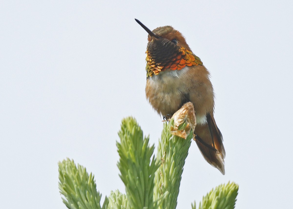 Rufous Hummingbird - ML620461951