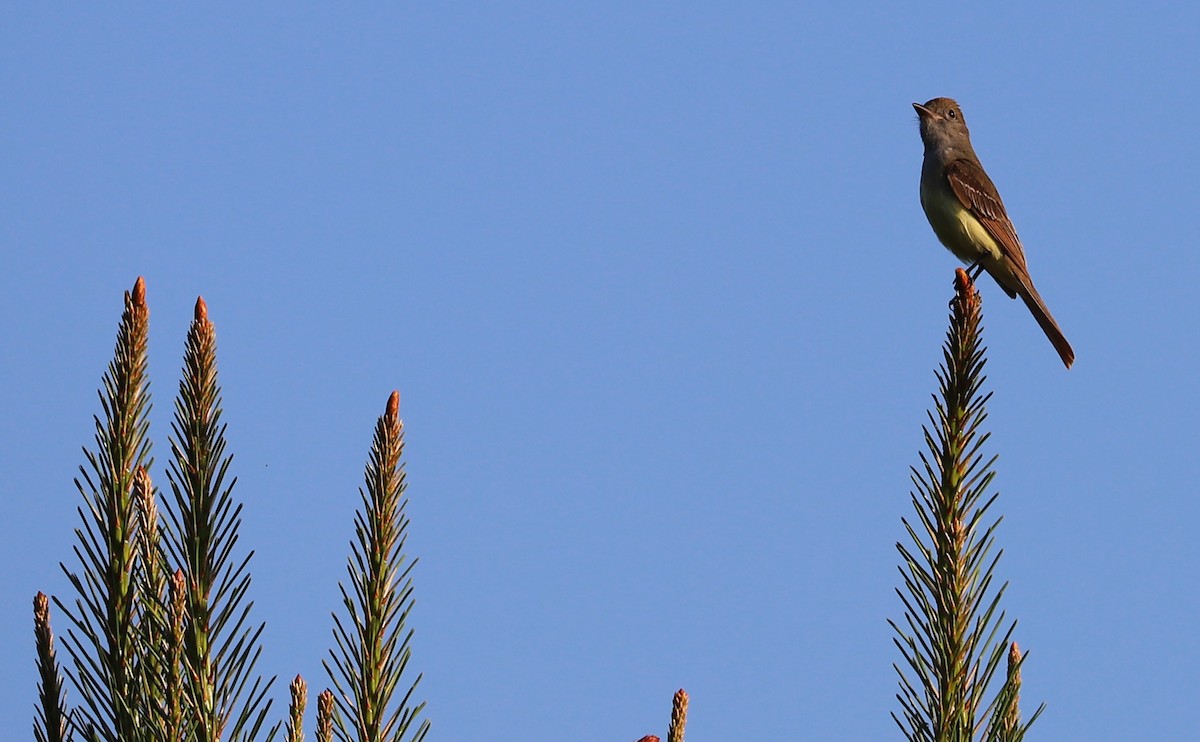 Great Crested Flycatcher - ML620461962