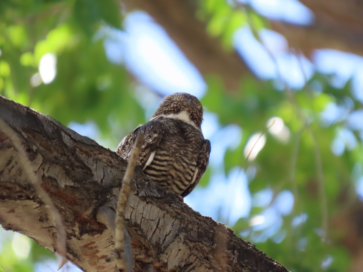 Common Nighthawk - ML620461965