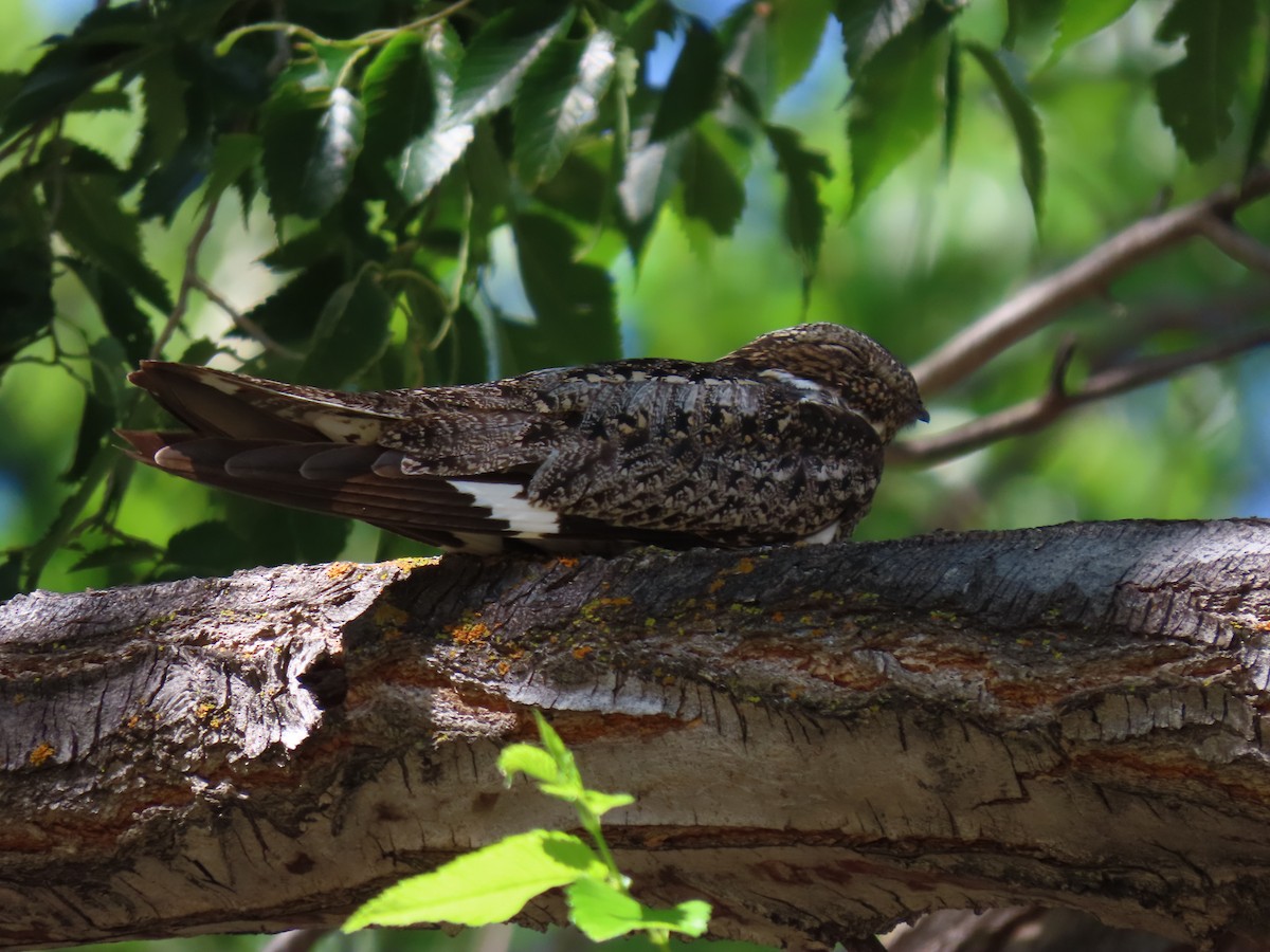 Common Nighthawk - ML620461970