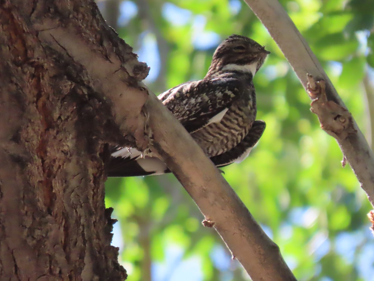 Common Nighthawk - ML620461971