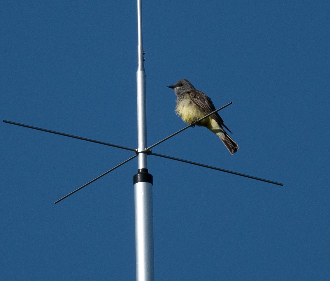 Cassin's Kingbird - ML620461979