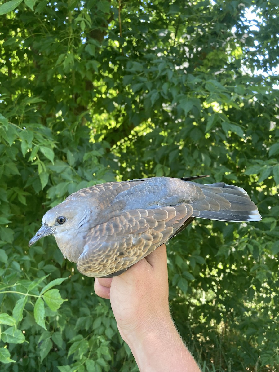 European Turtle-Dove - ML620461980