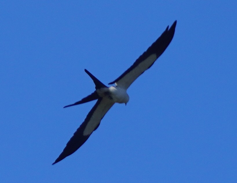 Swallow-tailed Kite - ML620461985