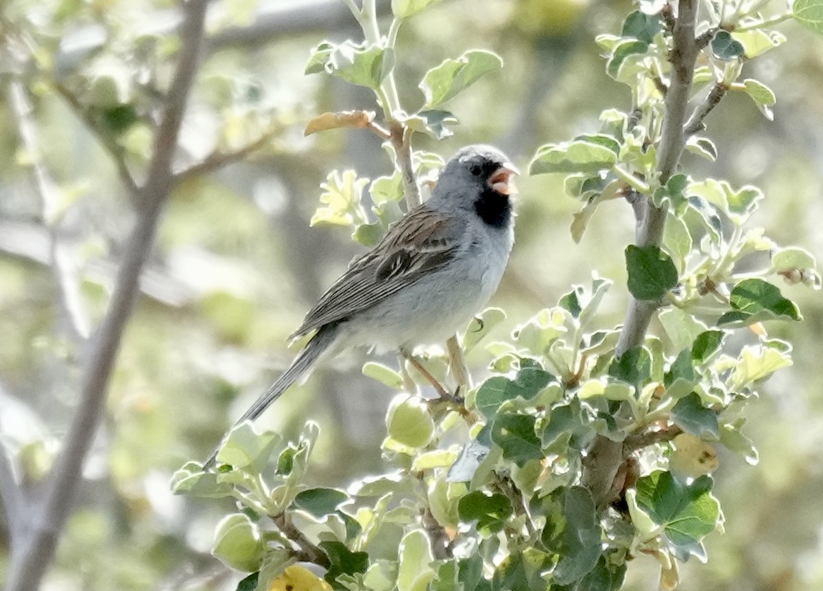 Black-chinned Sparrow - ML620461989