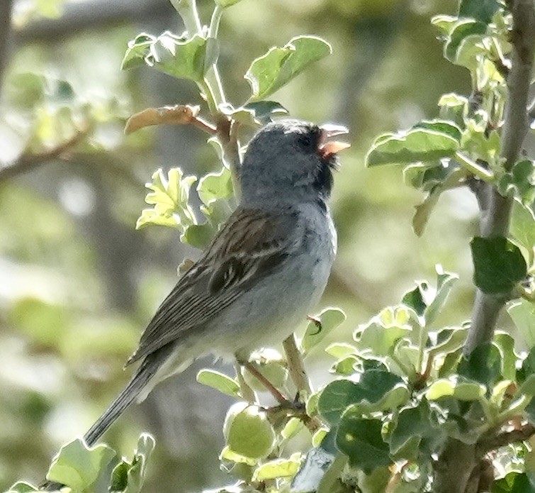 Black-chinned Sparrow - ML620461990