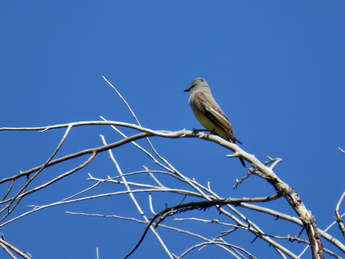 Western Kingbird - ML620461993