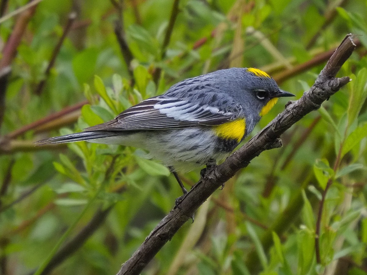 Yellow-rumped Warbler - ML620461995