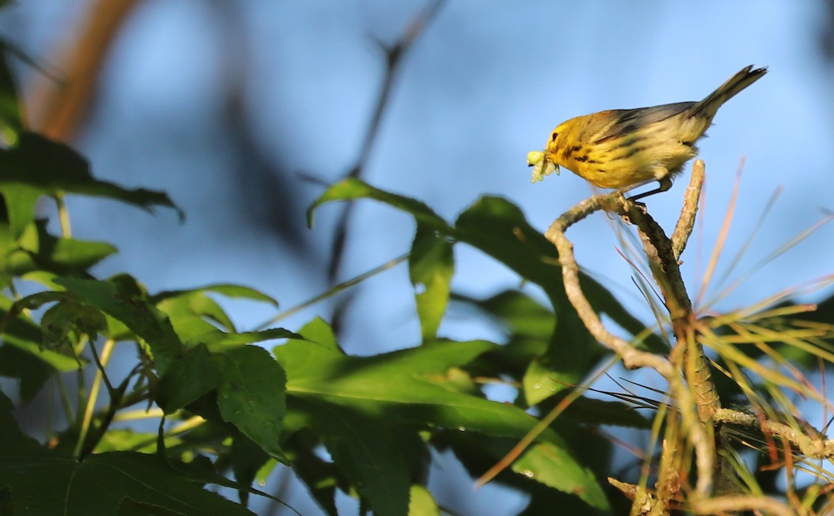 Prairie Warbler - Rob Bielawski