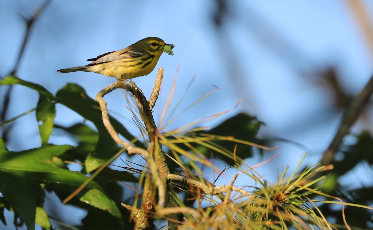 Prairie Warbler - ML620462006