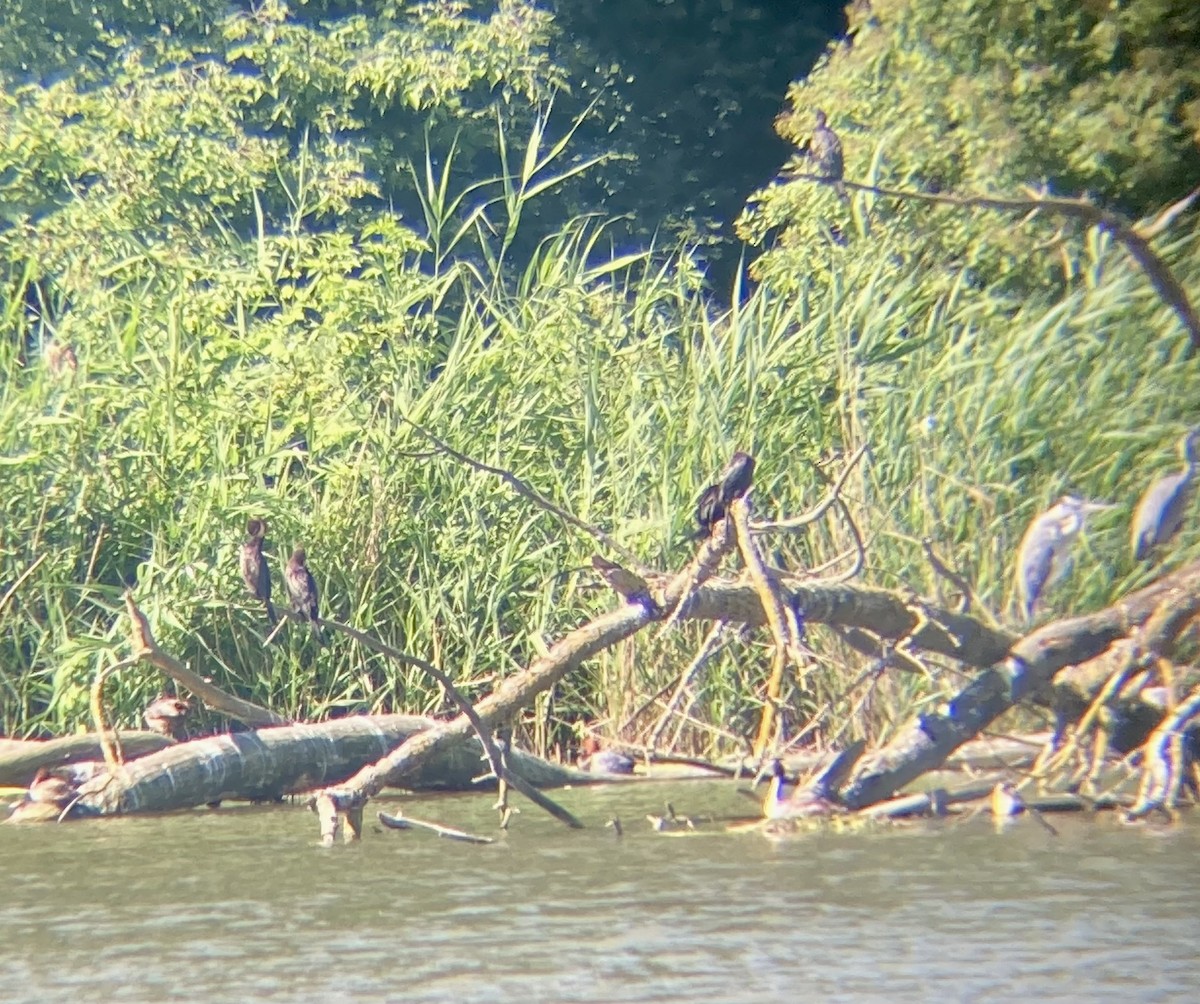 Pygmy Cormorant - ML620462007