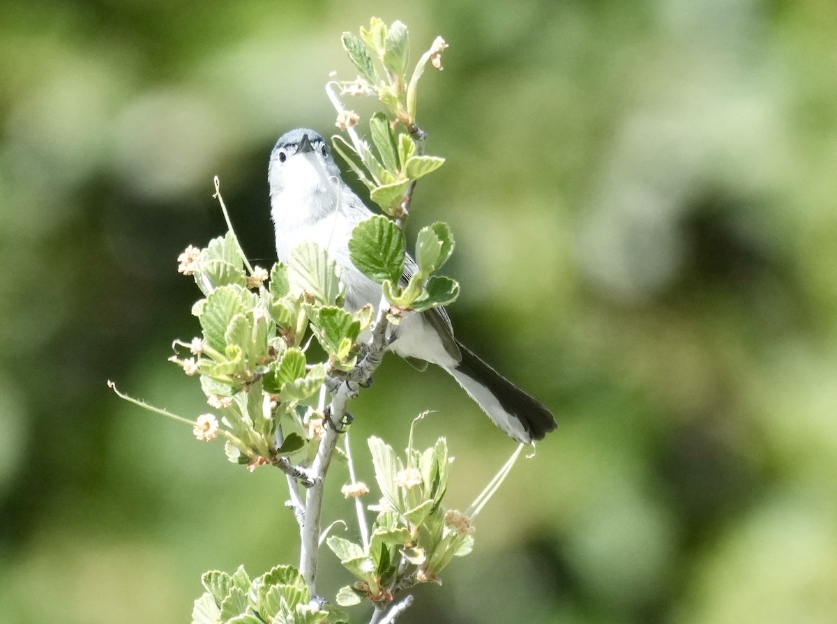 Blue-gray Gnatcatcher - ML620462015