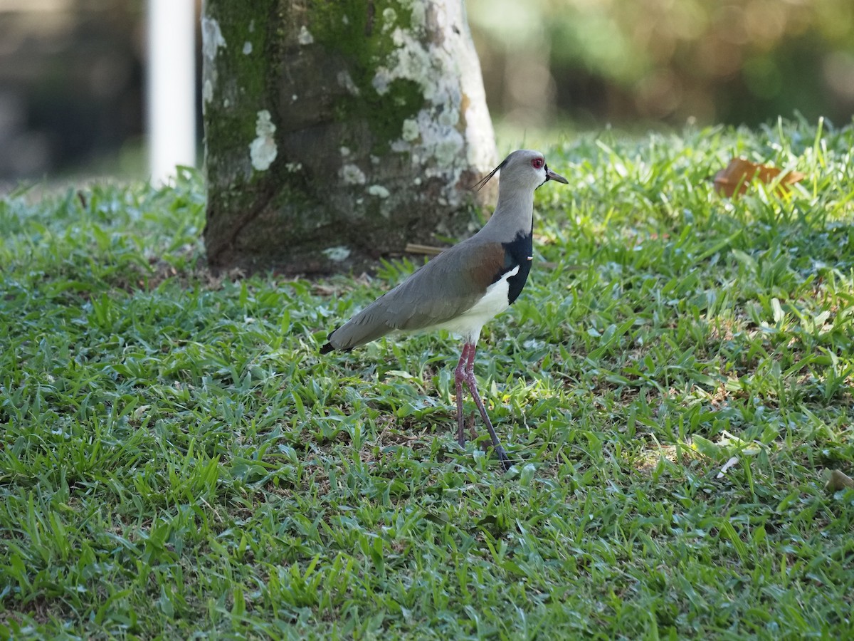 Southern Lapwing - ML620462016