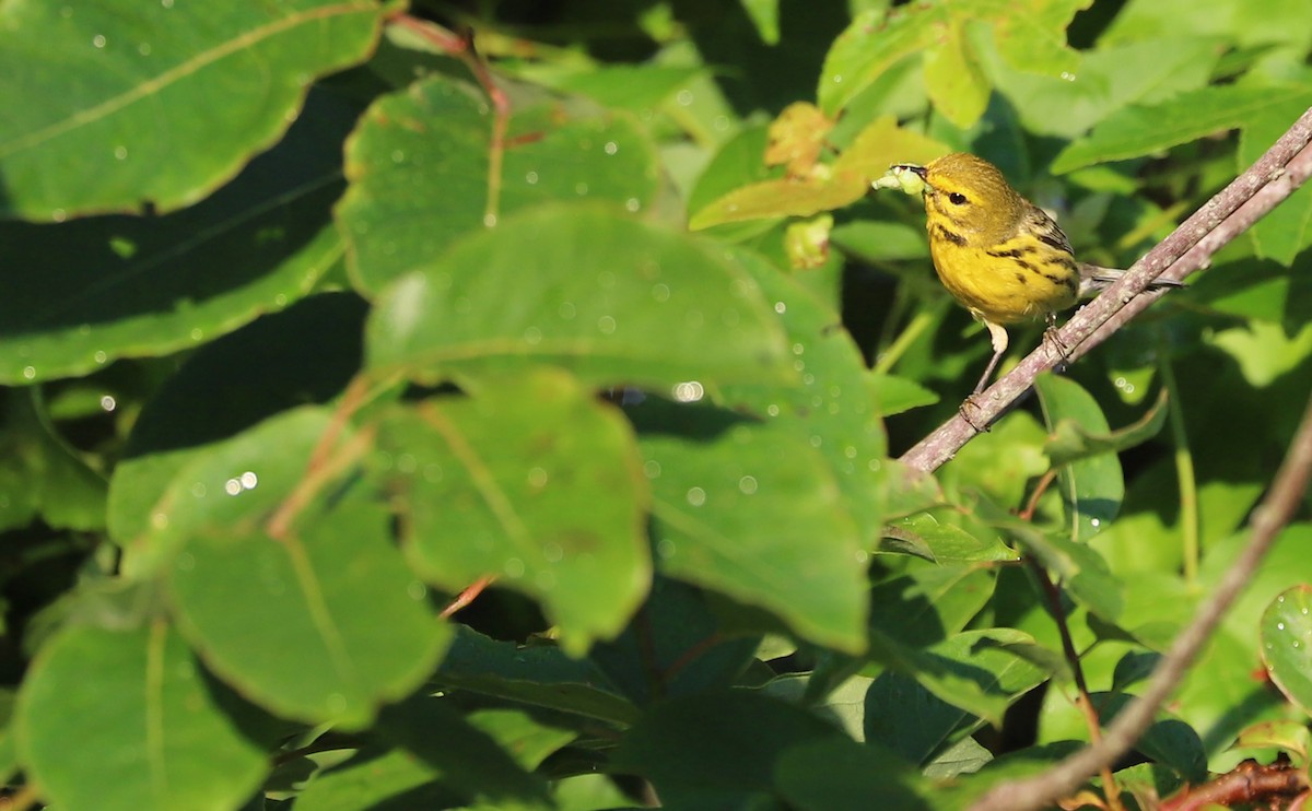 Prairie Warbler - ML620462017