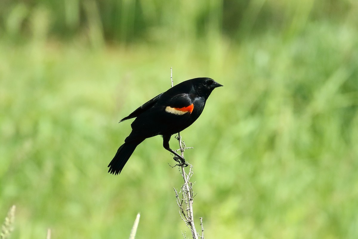 Red-winged Blackbird - ML620462018