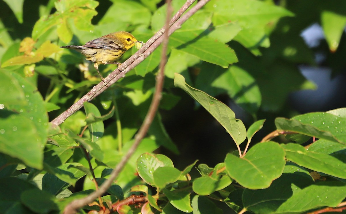 Prairie Warbler - ML620462026