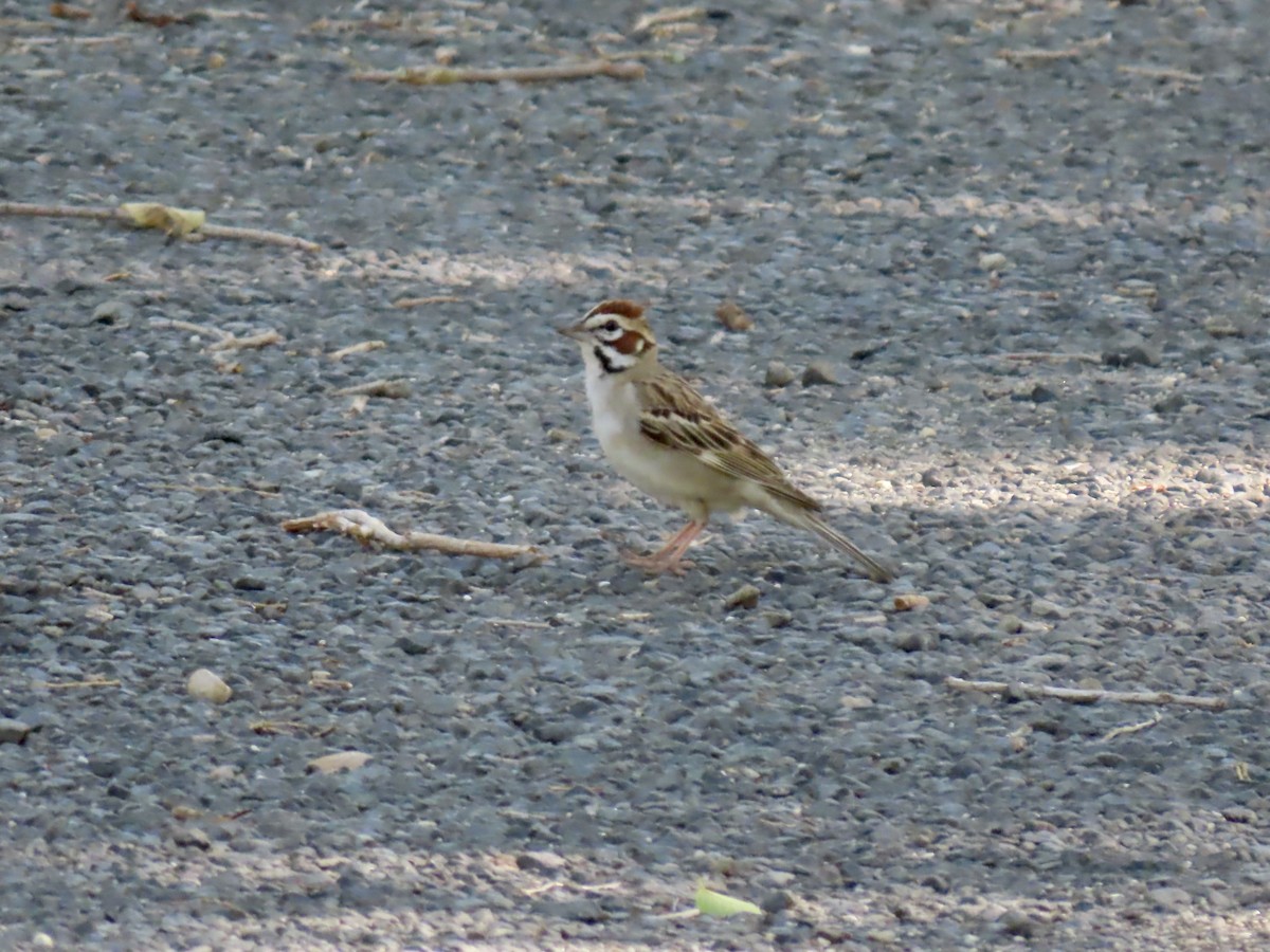 Lark Sparrow - ML620462027