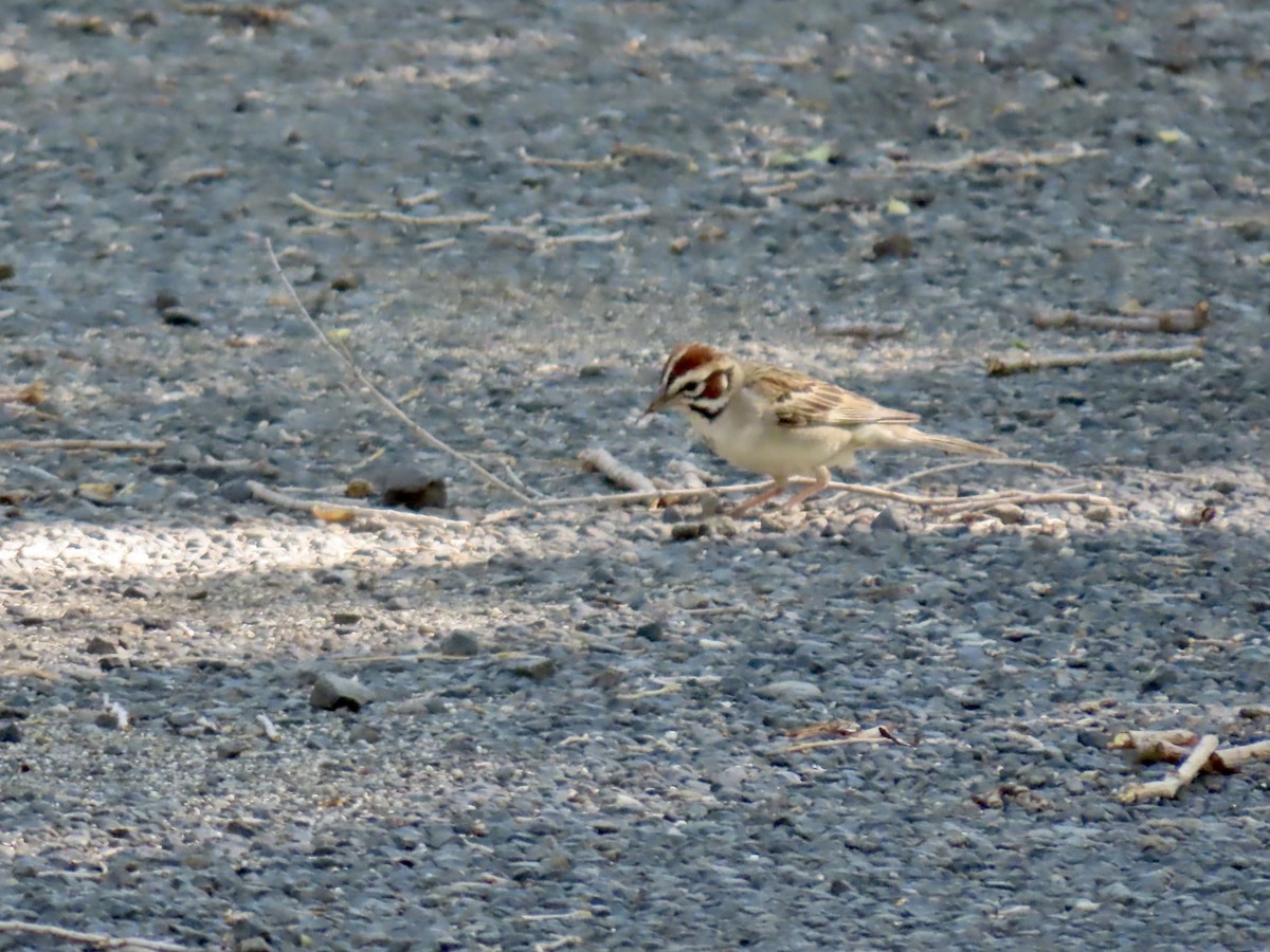 Lark Sparrow - ML620462028