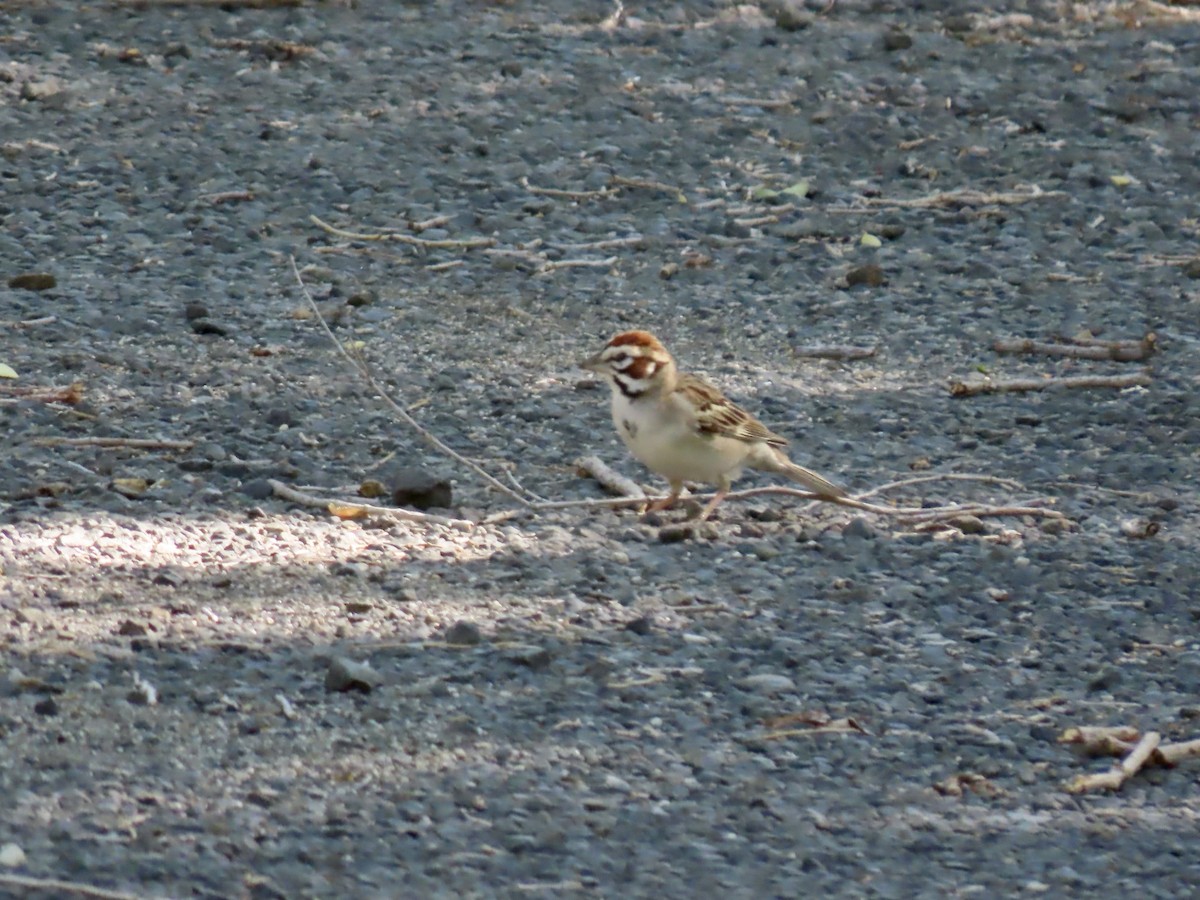 Lark Sparrow - ML620462029