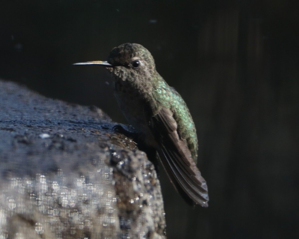 hummingbird sp. - ML620462031