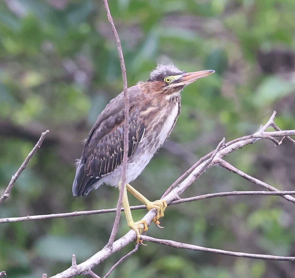 Green Heron - ML620462036