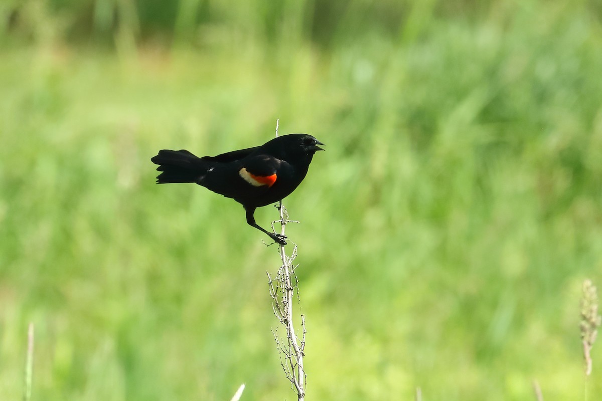 Red-winged Blackbird - kevin dougherty