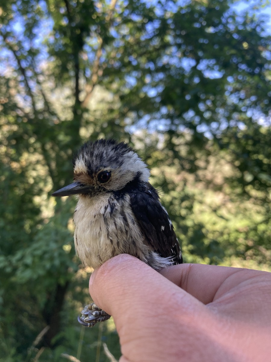 Lesser Spotted Woodpecker - ML620462040