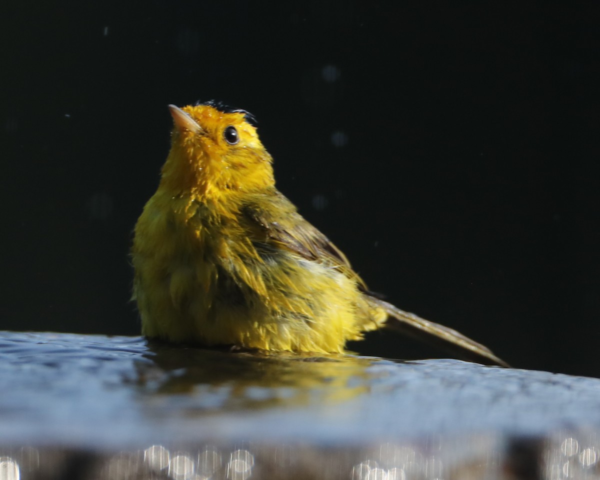 Wilson's Warbler - ML620462042