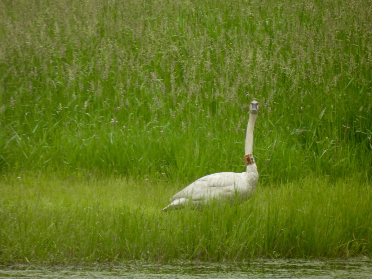 Cygne trompette - ML620462046