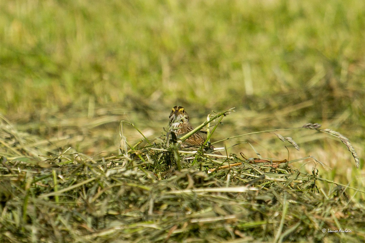 Savannah Sparrow - Louise Auclair