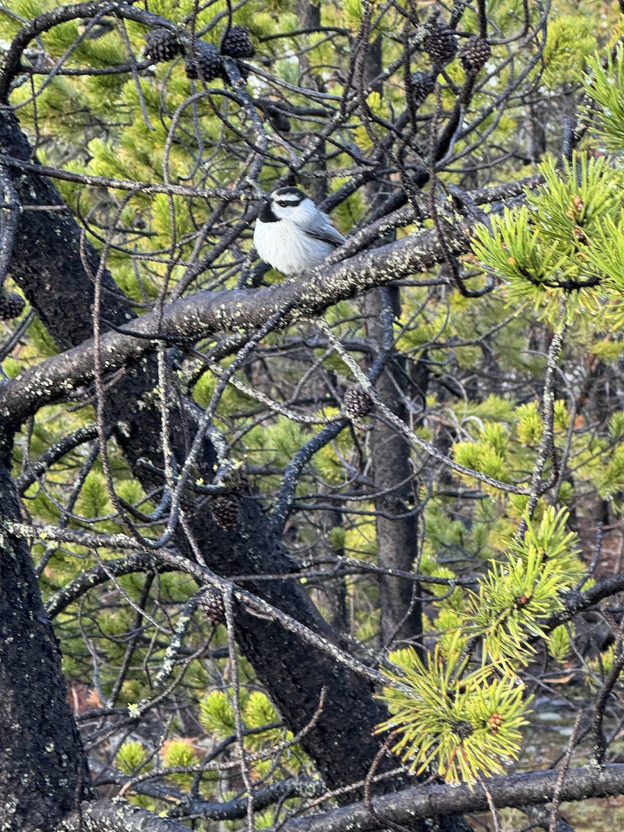 Mountain Chickadee - ML620462051