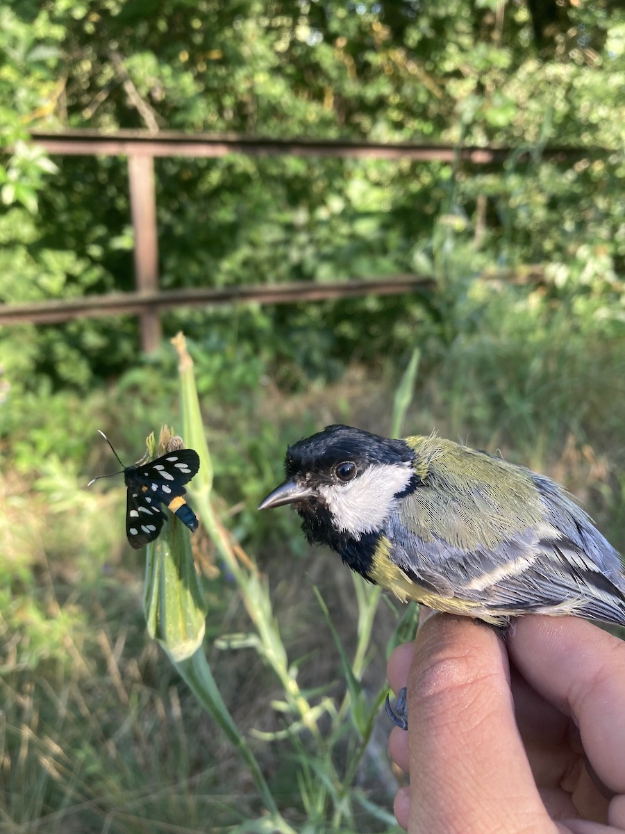 Great Tit - ML620462064