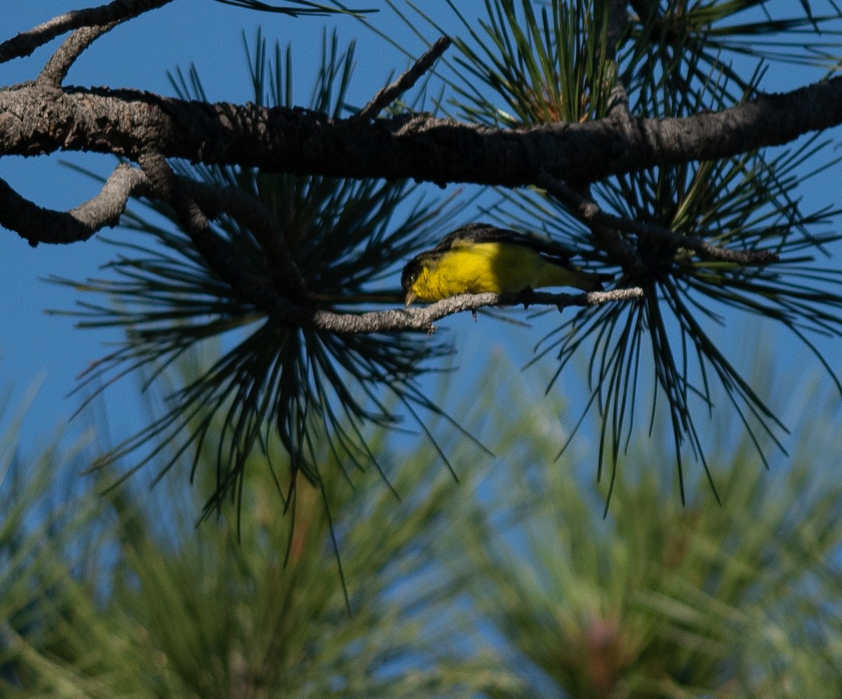 Lesser Goldfinch - ML620462067