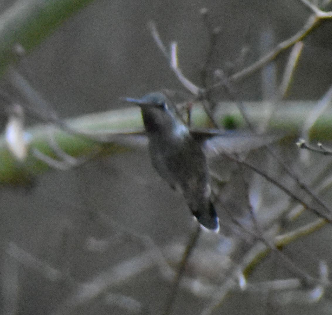 Anna's Hummingbird - ML620462069