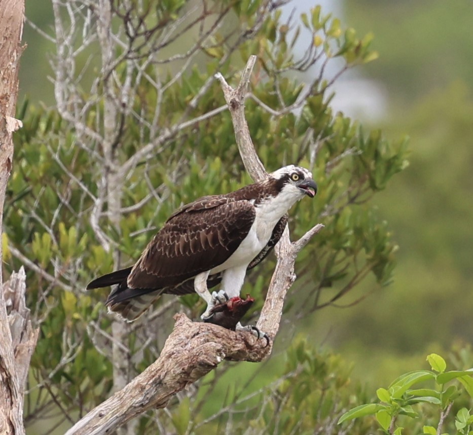 Águila Pescadora - ML620462073